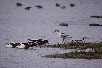 Sightings and news to week ending 18 May
